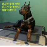 kf-S8c5924fcfafb41be9516dea931fac509M-Elevated-Bed-For-Large-Dogs-Folding-Pet-Camping-Bed-Cat-House-Portable-Removable-Washable-Four-Seasons