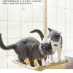 kf-S39c829b98c1942a3b09be0a42295bb2cX-Hanging-Cat-Bed-Pet-Cat-Hammock-Aerial-Cats-Bed-House-Kitten-Climbing-Frame-Sunny-Window-Seat