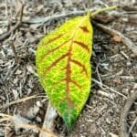 il_fullxfull6433899145_izmqjpg