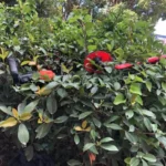 kf-S8ca79cd0b0af4605bdd2885a8eb344bdq-Fast-To-Ship-Power-Tools-Double-Edged-Teeth-Hedge-Trimmer-Battery-Electric-Hedge-Trimmer