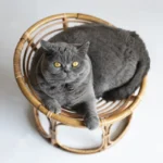 kf-S270e8606c0694961a792742004a1484bO-Newborn-Photography-Props-Woven-Rattan-Basket-Retro-Split-Chair-Baby-Girl-Boy-Photo-Shoot-Sofa-Bed